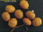 Pop up Mini Tiger Nut
